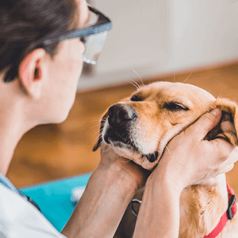 Wellness Care for Canines