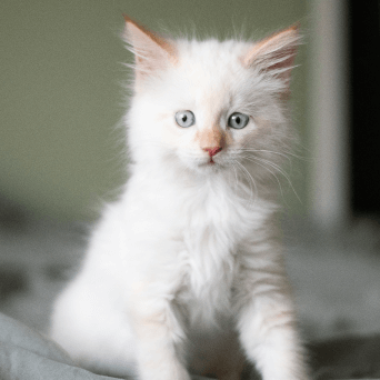 Wellness Care for Kittens