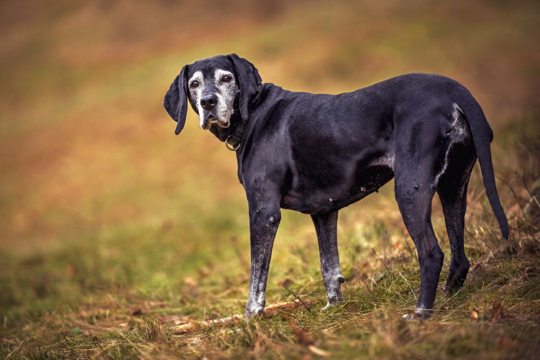 A large dog standing in the middle of a field